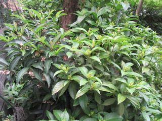庭で咲くマンリョウ(左)とセンリョウ(右).JPG